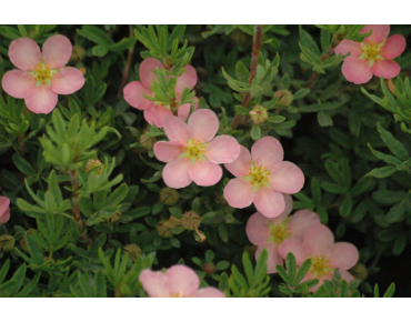 Shrubby cinquefoil pink queen