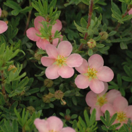 Shrubby cinquefoil pink queen