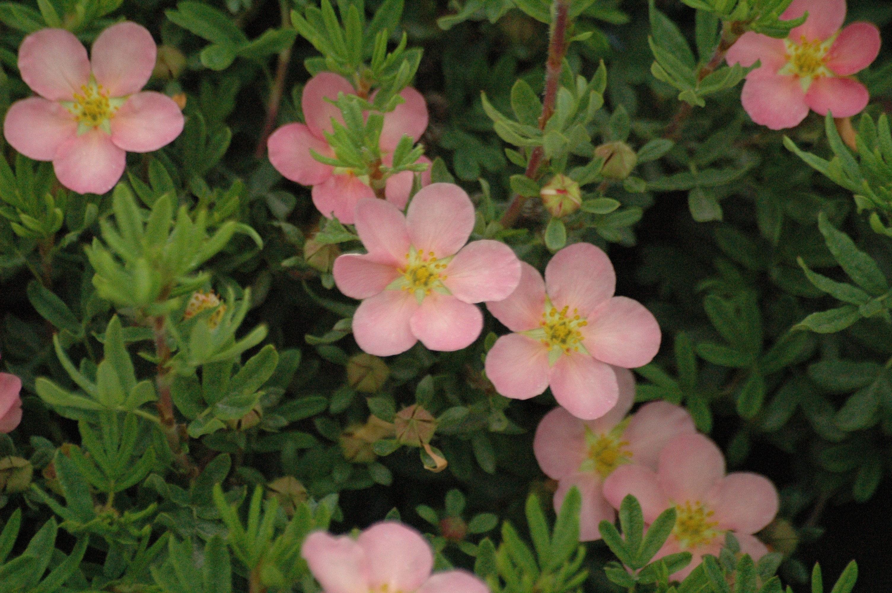 Shrubby cinquefoil pink queen