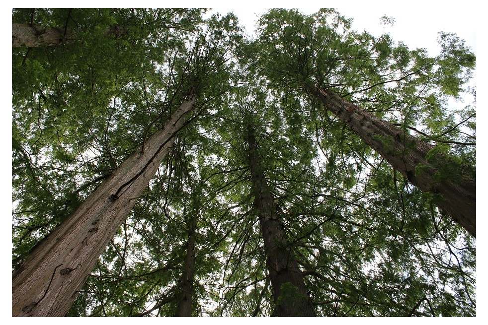Dawn redwood
