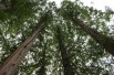 Dawn redwood