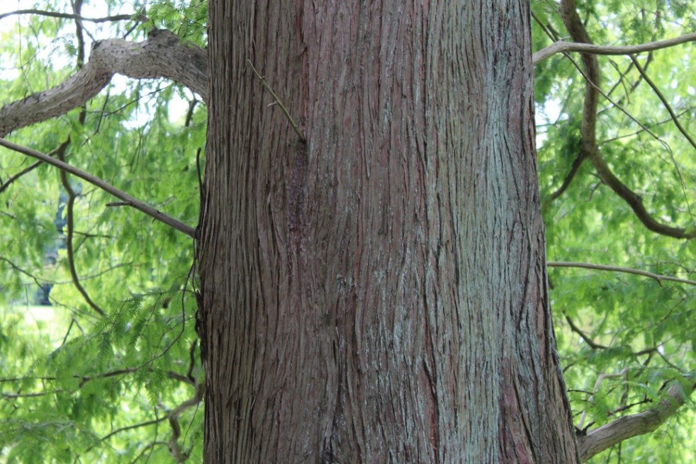 Dawn redwood