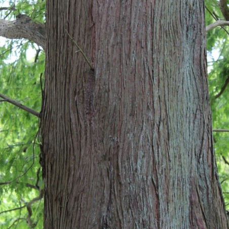 Dawn redwood