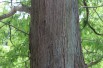 Dawn redwood