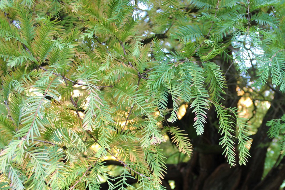 Dawn redwood