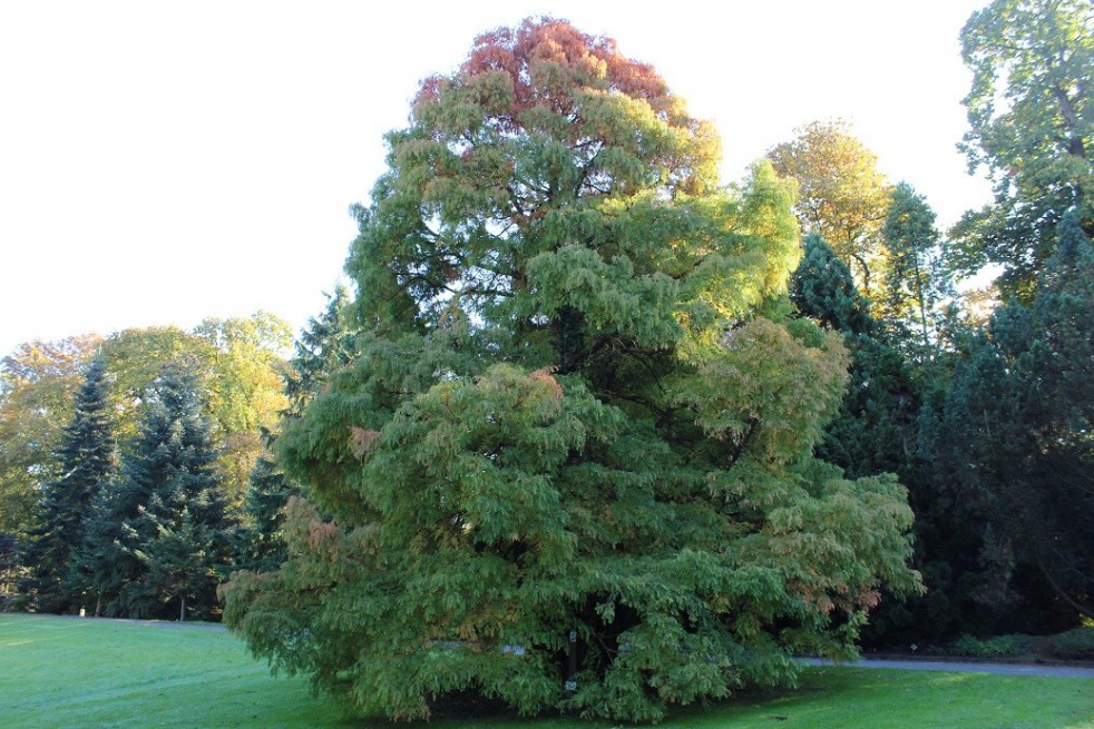 Watercipres Watercipres