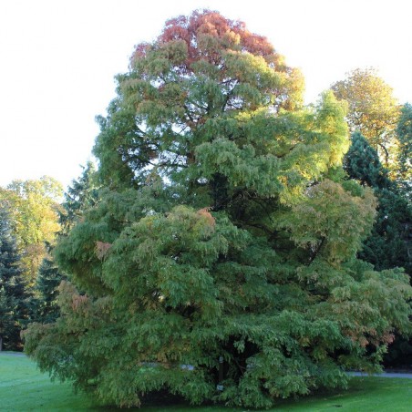 Métaséquoia du Sichuan
