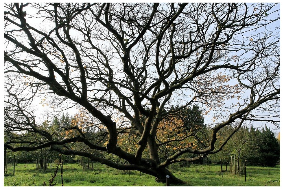 Kentucky yellowwood (auteur : Frank Vincentz - licence : https://creativecommons.org/licenses/by-sa/3.0/legalcode.fr)