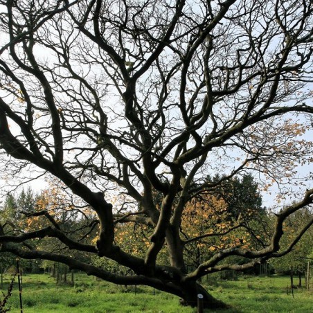 Virgilier à bois jaune (auteur : Frank Vincentz - licence : https://creativecommons.org/licenses/by-sa/3.0/legalcode.fr)