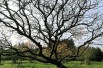 Kentucky yellowwood (auteur : Frank Vincentz - licence : https://creativecommons.org/licenses/by-sa/3.0/legalcode.fr)