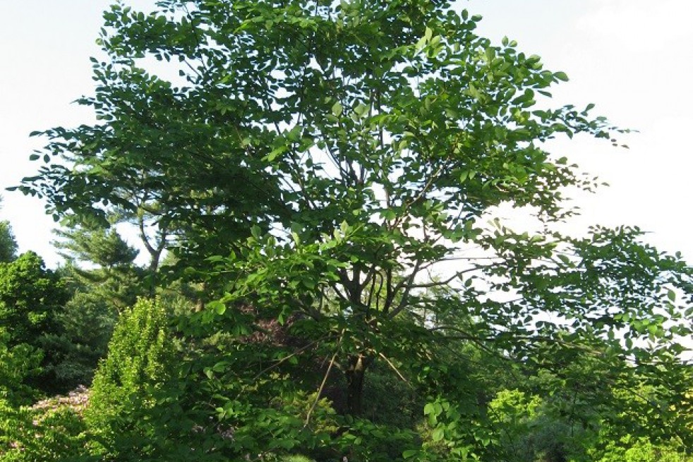 Virgilier à bois jaune