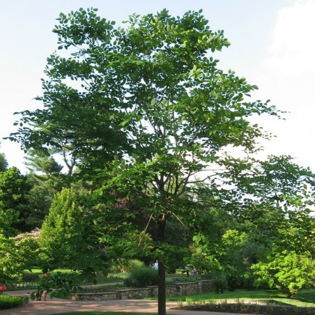 Virgilier à bois jaune