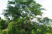 Kentucky yellowwood 
