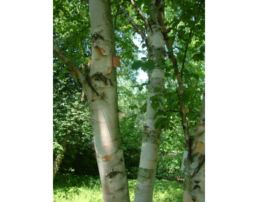 Papier-Birke - Betula papyrifera - Jardins du Monde.be