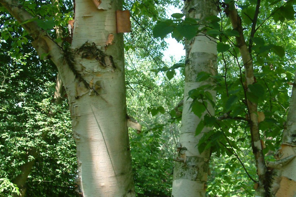 Paper birch 