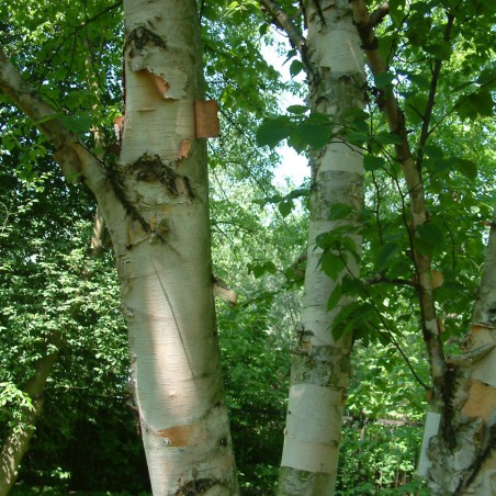 Paper birch - Betula papyrifera - Jardins du Monde.be