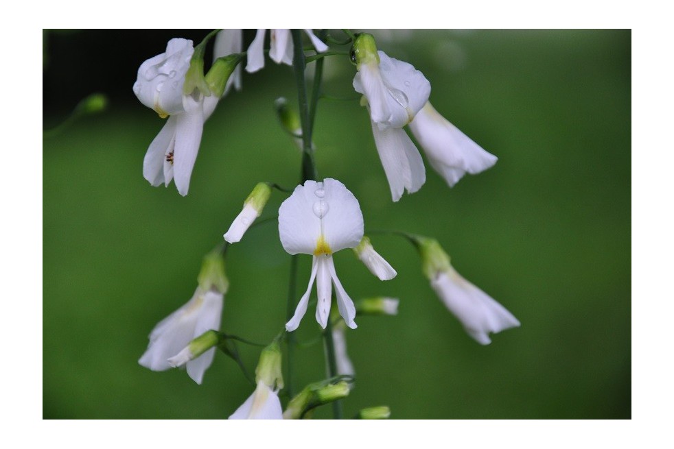 Kentucky yellowwood (auteur : Elektryczne jabłko - license : https://creativecommons.org/licenses/by-sa/3.0/legalcode.fr)
