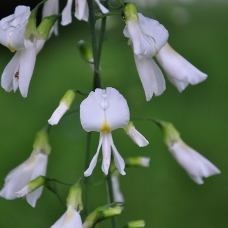 Virgilier à bois jaune (auteur : Elektryczne jabłko - license : https://creativecommons.org/licenses/by-sa/3.0/legalcode.fr)