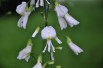 Kentucky yellowwood (auteur : Elektryczne jabłko - license : https://creativecommons.org/licenses/by-sa/3.0/legalcode.fr)