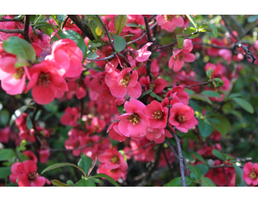 Maule's quince - Chaenomeles Japonica
