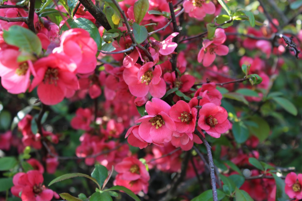 Cognassier du Japon - Chaenomeles Japonica