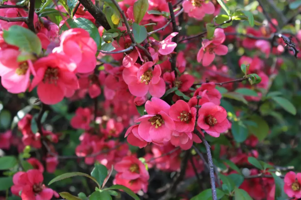 Cognassier du Japon - Chaenomeles Japonica
