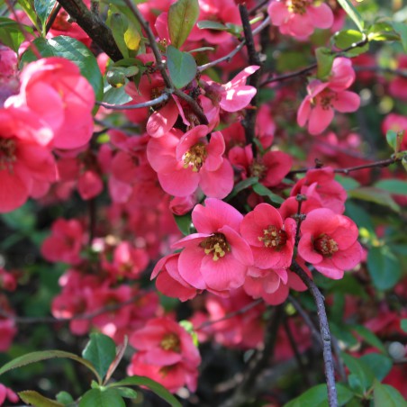 Maule's quince - Chaenomeles Japonica
