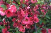 Cognassier du Japon - Chaenomeles Japonica