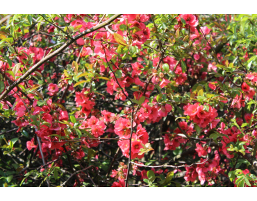Maule's quince - Chaenomeles Japonica