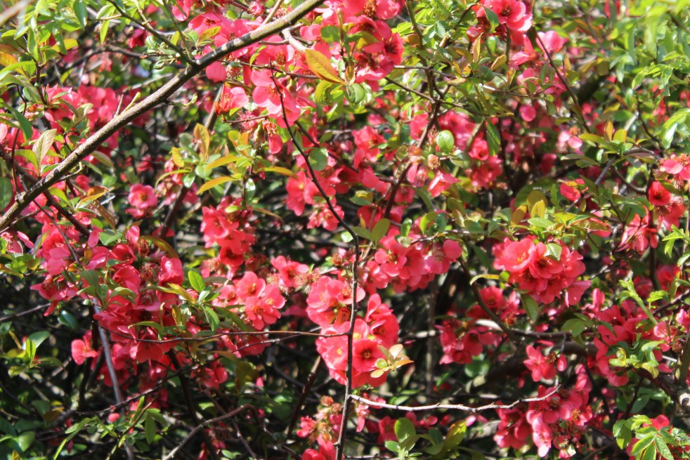 Cognassier du Japon - Chaenomeles Japonica