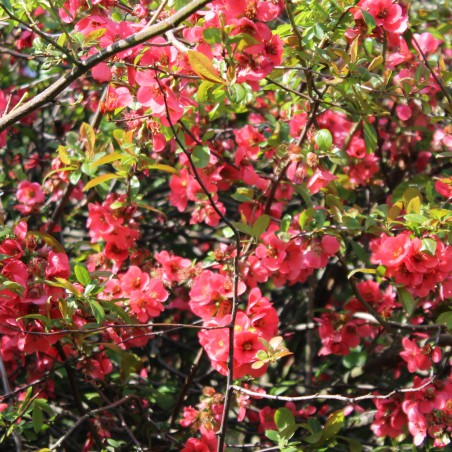 Maule's quince - Chaenomeles Japonica