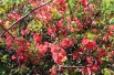Cognassier du Japon - Chaenomeles Japonica