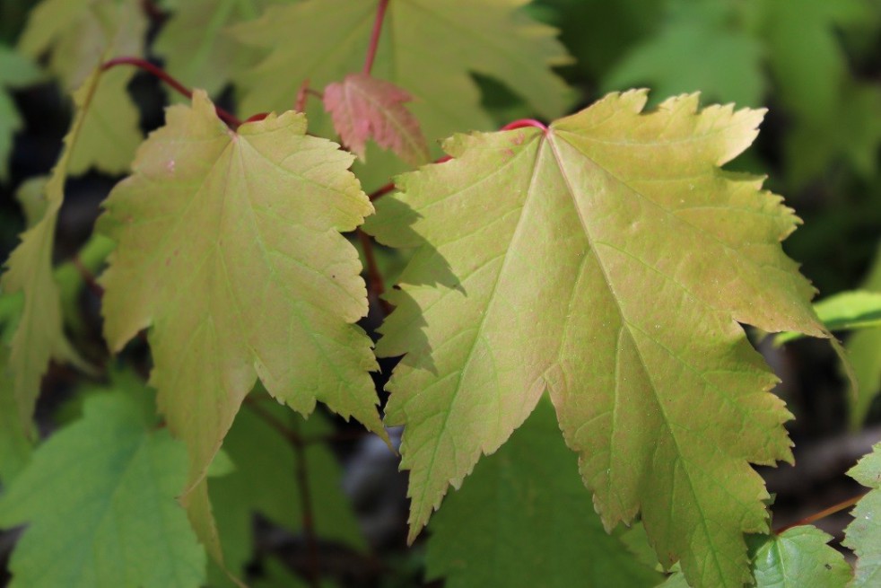 Red maple Red maple
