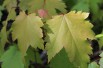 Red maple