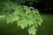 Red maple