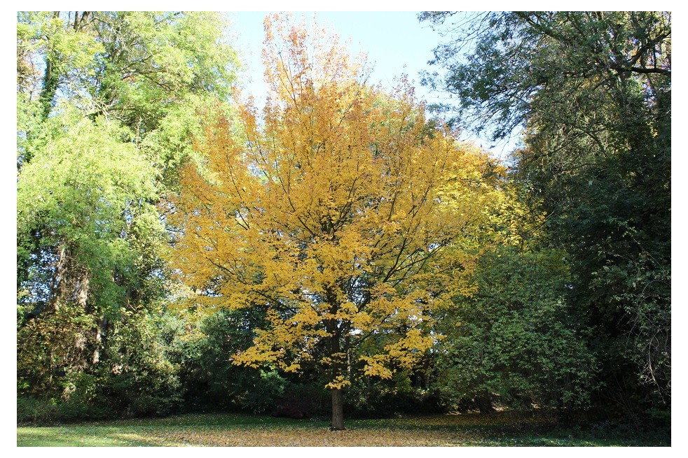 Red maple