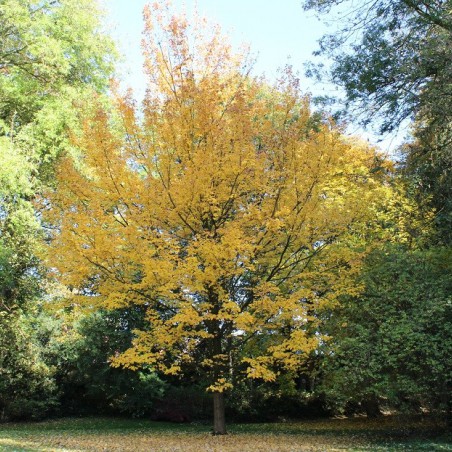 Red maple