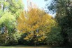 Red maple