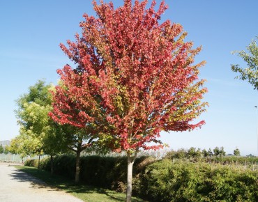 Érable rouge