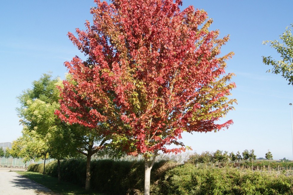 Red maple Red maple