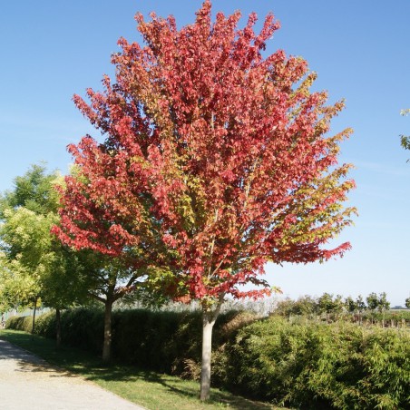 Red maple