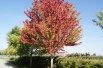 Red maple