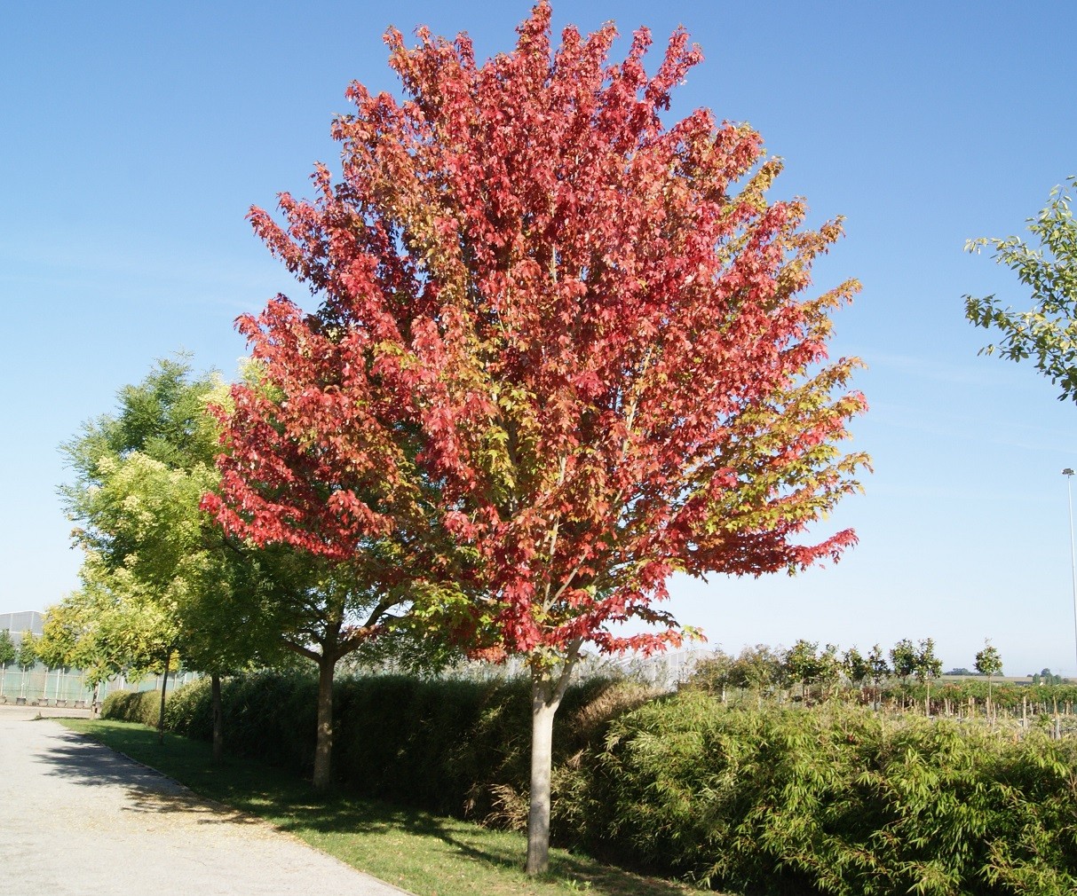 Red maple