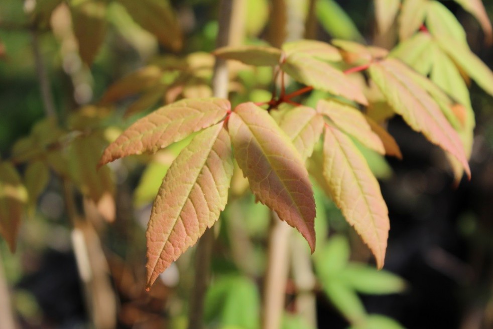 Manchurian maple