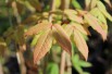 Manchurian maple