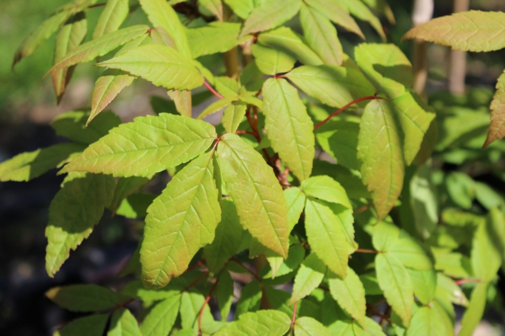Manchurian maple