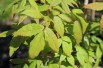 Manchurian maple