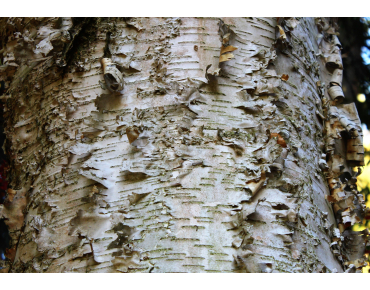 Papier-Birke - Betula papyrifera - Jardins du Monde.be