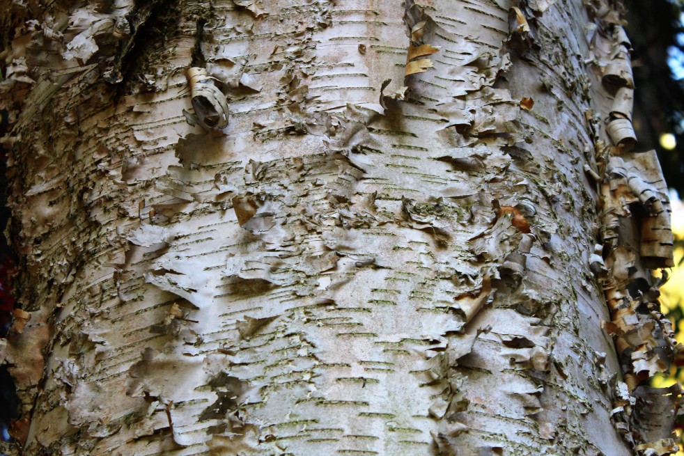 Paper birch 