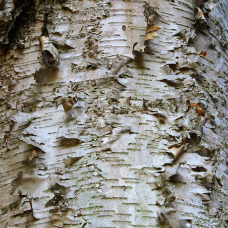 Papierberk - Betula papyrifera - Jardins du Monde.be